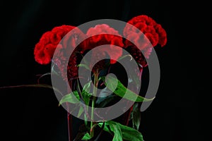 Plumed cockscomb in a black background