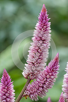 Plumed cockscomb Celosia argentea Wild Pink, dark pink panicles in a close-up photo