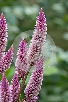 Plumed cockscomb Celosia argentea Wild Pink, dark pink panicles in a close-up photo