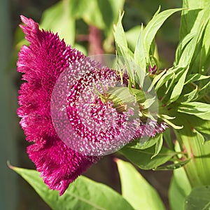 Plumed cockscomb flower