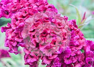 Plumed cockscomb flower