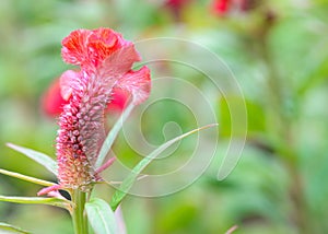 Plumed cockscomb flower