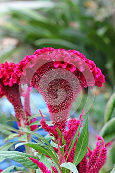 Plumed cockscomb flower, closeup