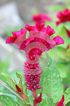 Plumed cockscomb flower, closeup photo