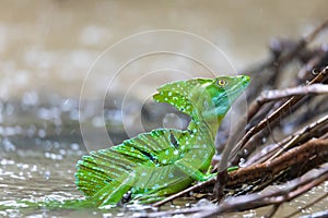 Plumed green basilisk Basiliscus plumifrons Cano Negro, Costa Rica wildlife