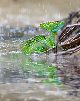 Plumed green basilisk Basiliscus plumifrons Cano Negro, Costa Rica wildlife