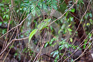 Plumed green basilisk (Basiliscus plumifrons) Cano Negro, Costa Rica wildlife