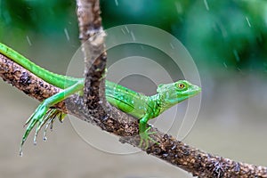 Plumed green basilisk female, Basiliscus plumifrons, Cano Negro, Costa Rica wildlife