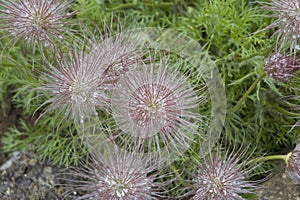 Plumed seed heads of a pasque flower