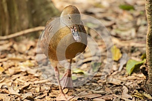 Plumed whistling duck