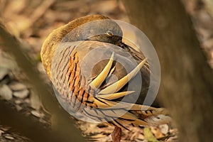 Plumed whistling duck