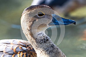 Plumed Whistling Duck