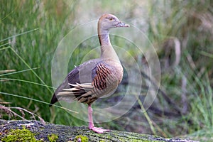 Plumed Whistling Duck