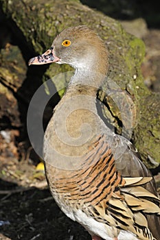 Plumed Whistling-duck