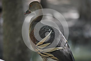 Plumed Whistling Duck