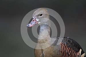 Plumed whistling duck Dendrocygna eytoni 2