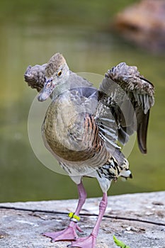 Plumed whistling duck (Dendrocygna eytoni)
