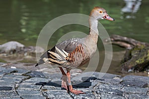 Plumed whistling duck Dendrocygna eytoni