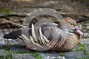 Plumed whistling duck Dendrocygna eytoni