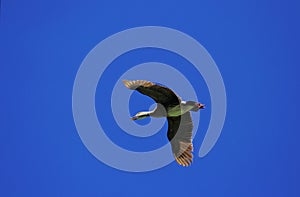 Plumed Whistling Duck, dendrocygna eytoni, Adult in Flight, Australia