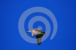 Plumed Whistling Duck, dendrocygna eytoni, Adult in Flight, Australia