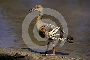 Plumed Whistling Duck, dendrocygna eytoni, Adult standing in Water, Australia