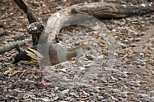 Plumed Whistling-Duck (Dendrocygna eytoni) at a Wildlife Park