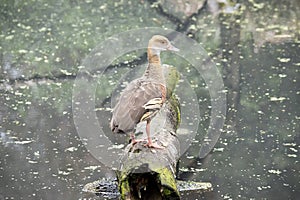 the plumed whistling duck is perched on a log