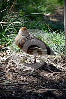 the plumed whistling duck is resting