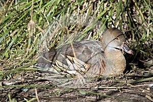 The plumed whistling duck is resting in the tall grass