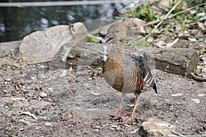 The plumed whistling duck is walking away from the water