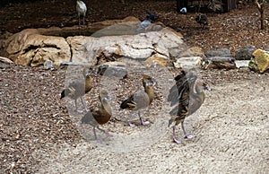 Plumed Whistling-Ducks (Dendrocygna eytoni) in Sydney