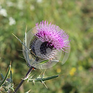 Plumeless thistle Carduus acanthoides