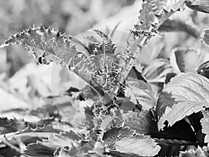 Plumeless thistle Carduus green leaves. Spiny flower