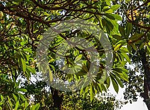 Plumenia flowers on the tree in spring time