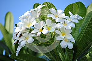 Plumeria