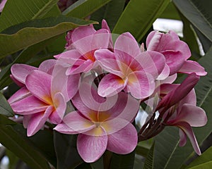 Plumeria