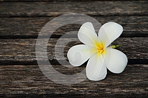 Plumeria