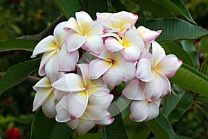 Plumeria