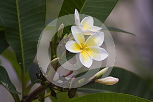 Plumeria