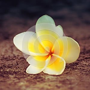 Plumeria