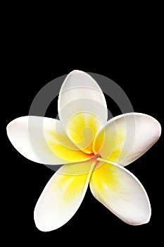 Plumeria