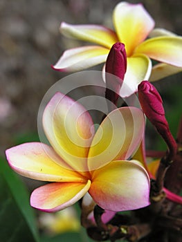 Plumeria