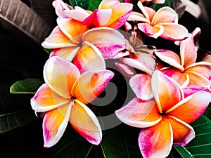 Plumeria