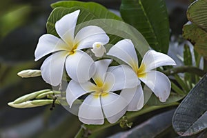 Plumeria