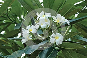 Plumeria