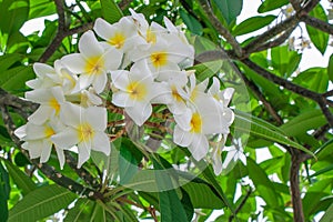 Plumeria