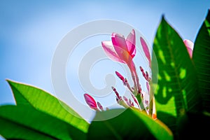 Plumeria