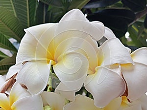 Plumeria Alba, the flowers and aroma are distinctive, has a white crown which usually has five strands. photo