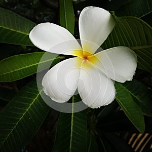 Plumeria background